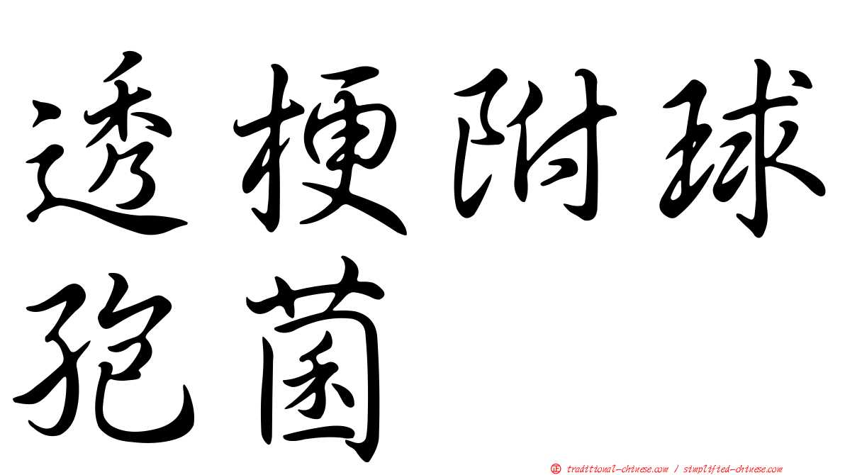 透梗附球孢菌