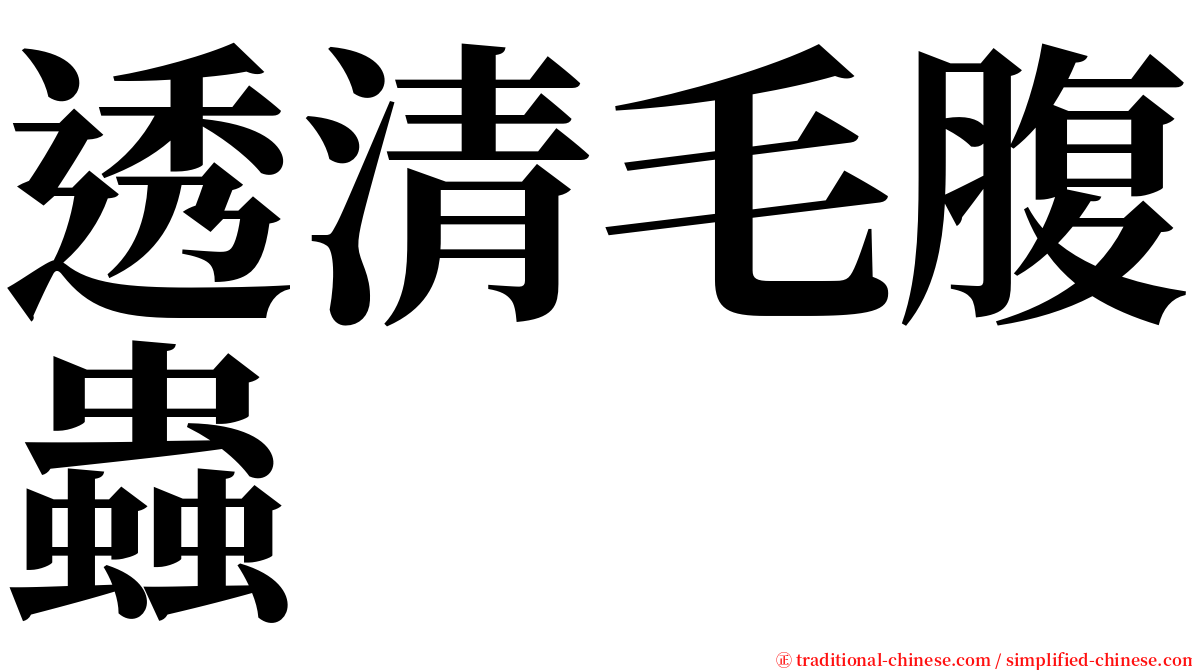 透清毛腹蟲 serif font