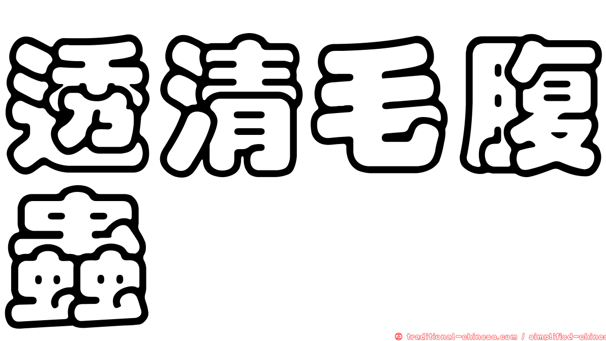 透清毛腹蟲