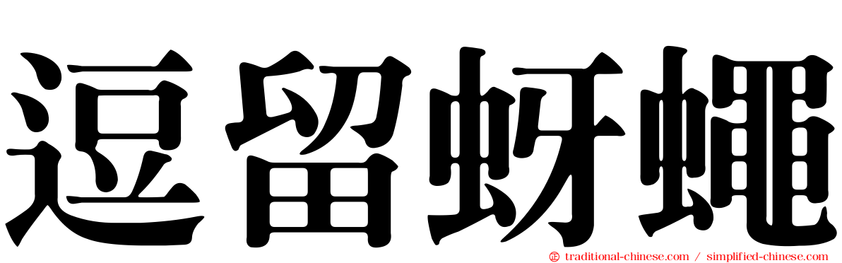 逗留蚜蠅