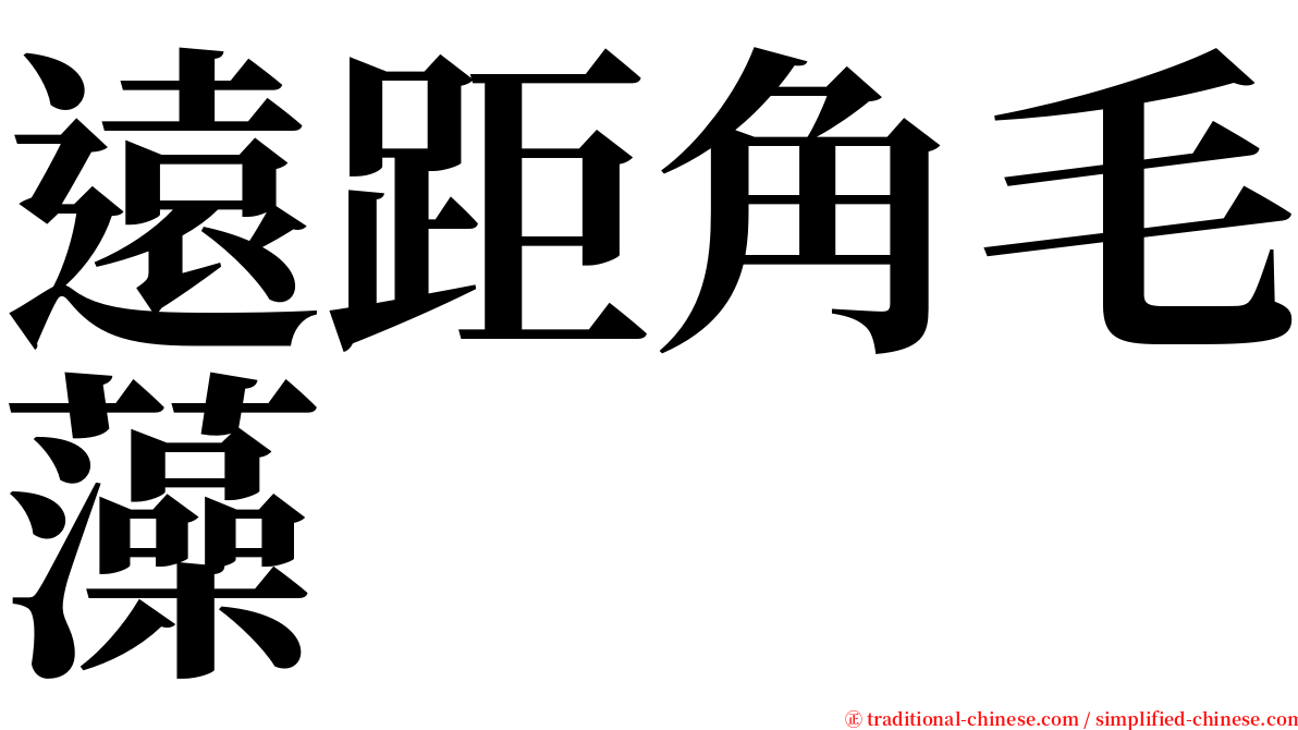遠距角毛藻 serif font