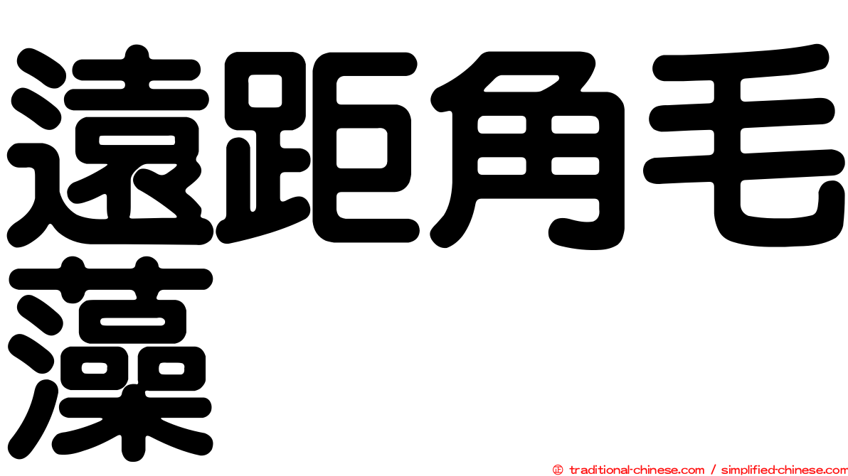 遠距角毛藻