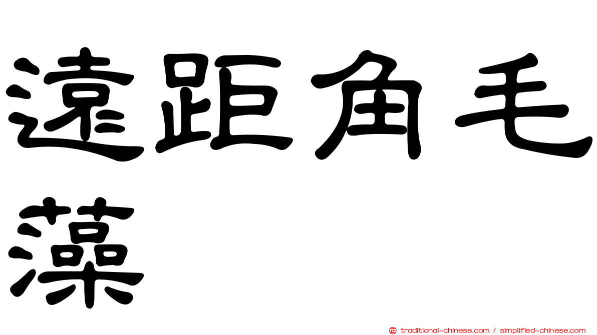 遠距角毛藻