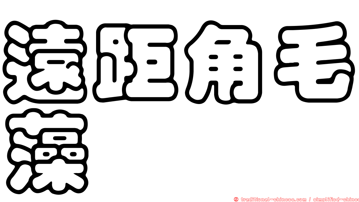 遠距角毛藻