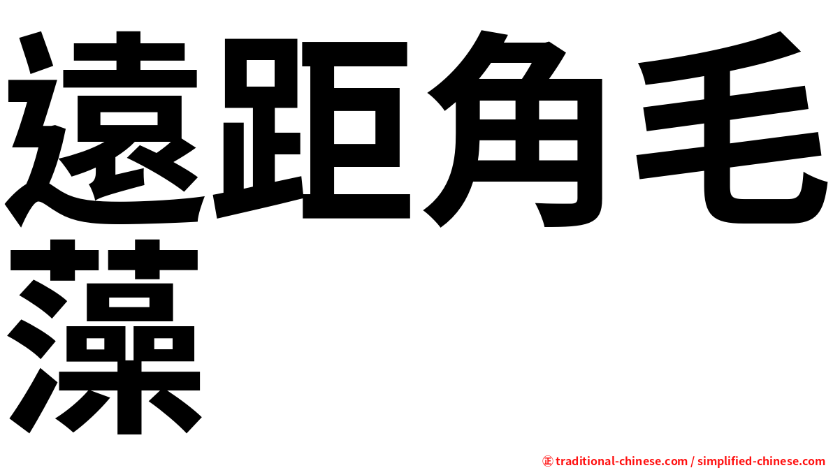 遠距角毛藻