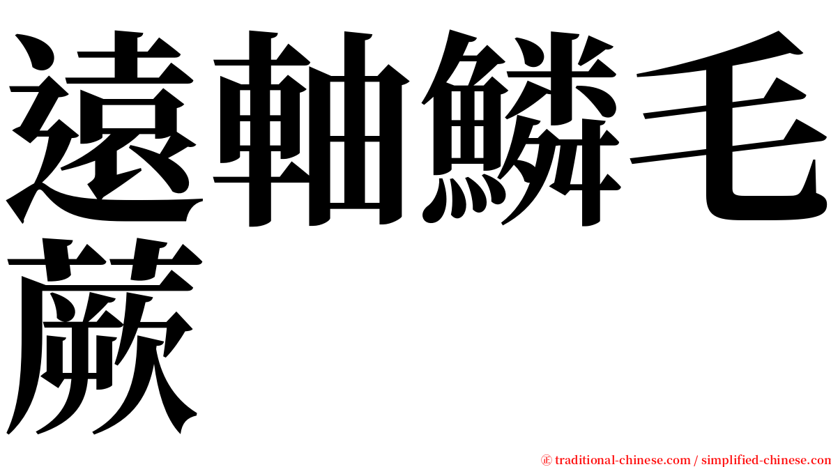 遠軸鱗毛蕨 serif font