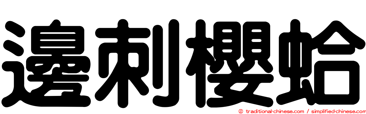 邊刺櫻蛤