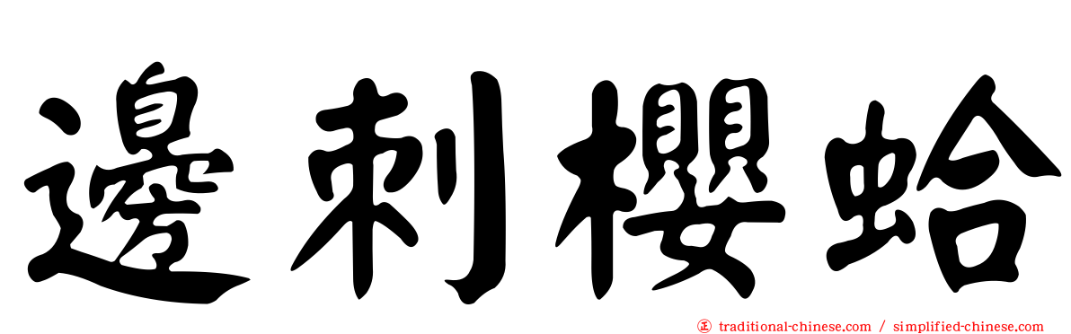 邊刺櫻蛤