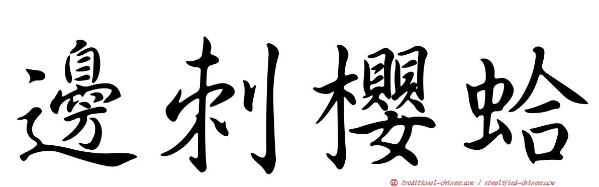 邊刺櫻蛤