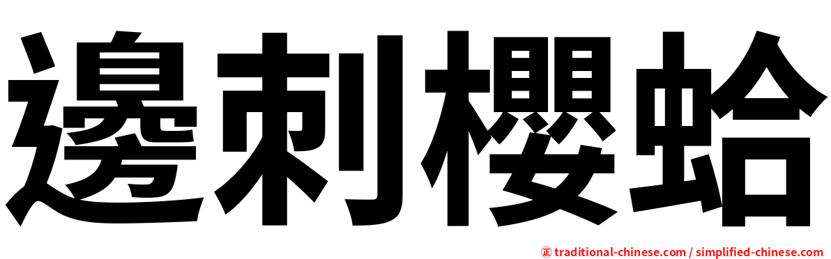 邊刺櫻蛤