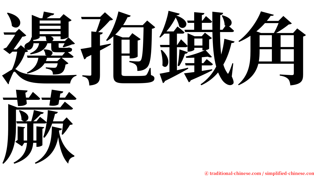邊孢鐵角蕨 serif font