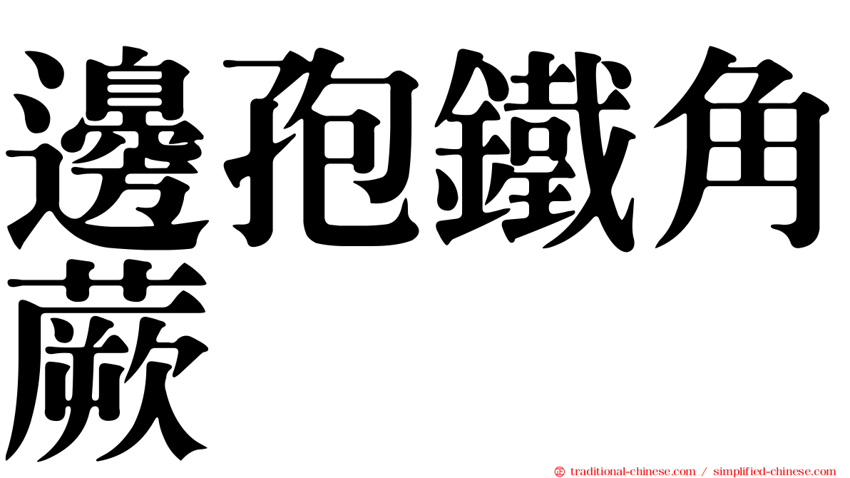 邊孢鐵角蕨