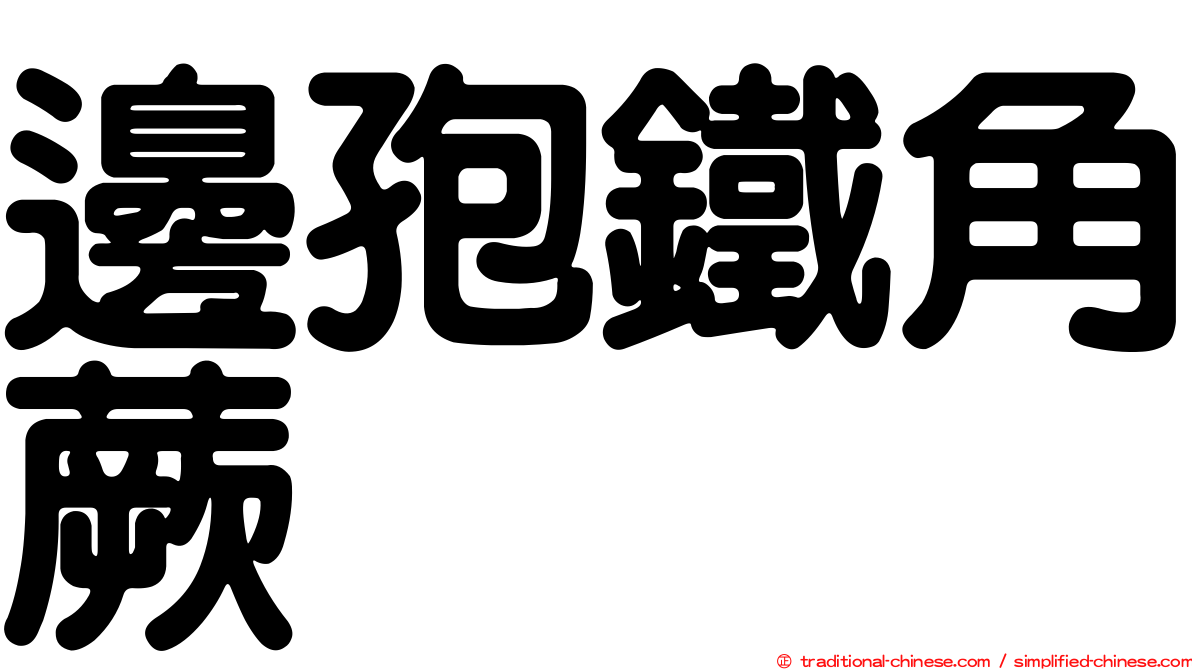 邊孢鐵角蕨