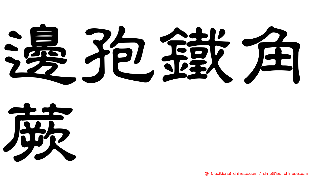 邊孢鐵角蕨