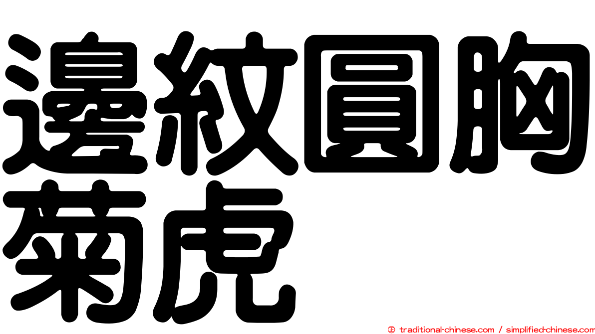 邊紋圓胸菊虎