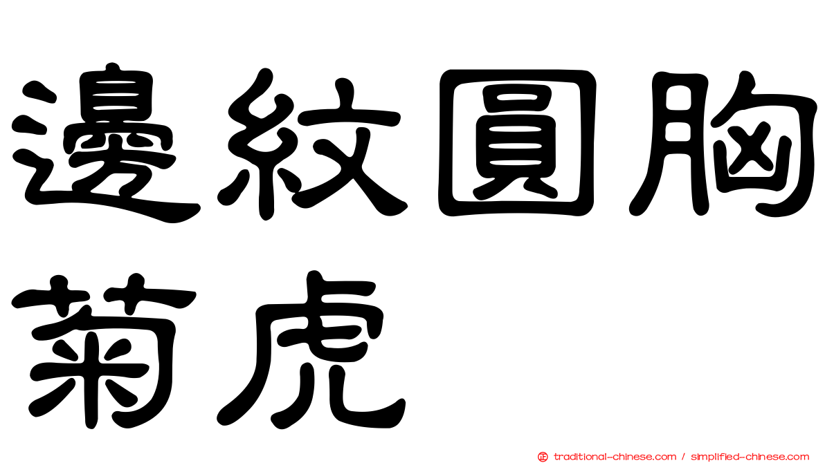 邊紋圓胸菊虎