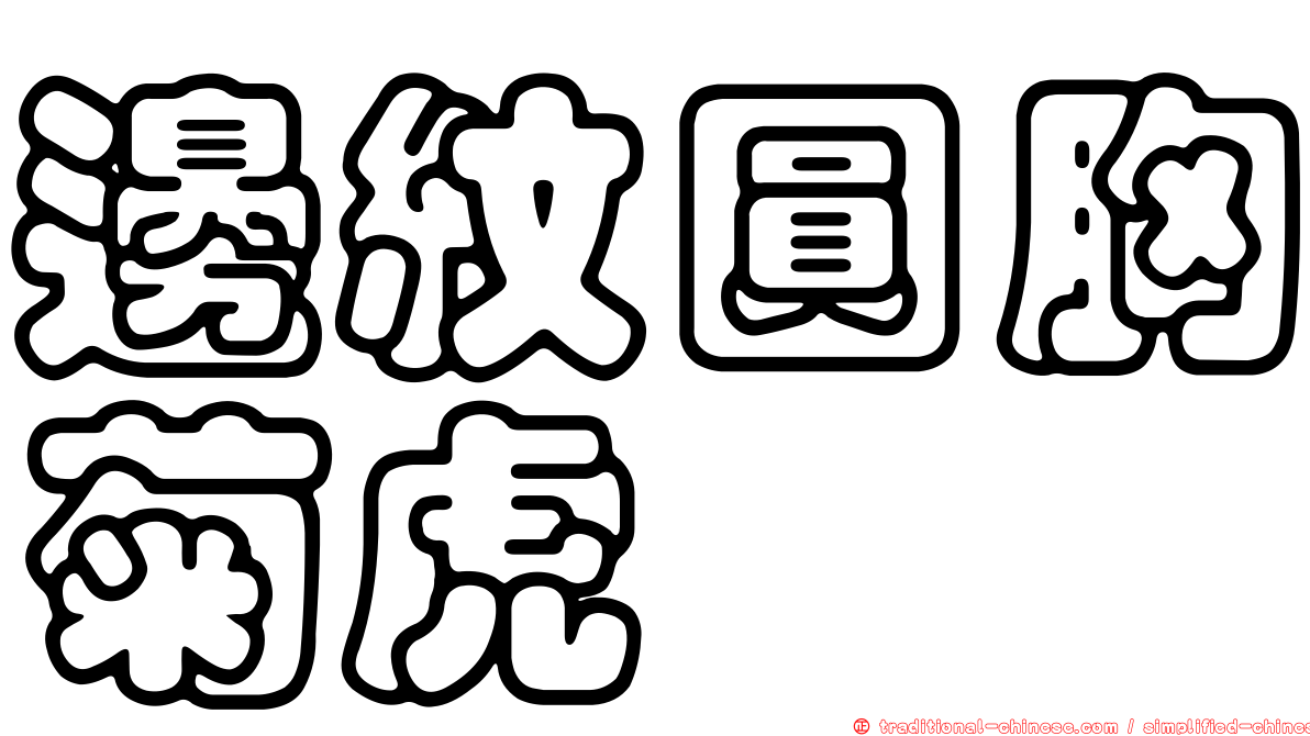 邊紋圓胸菊虎