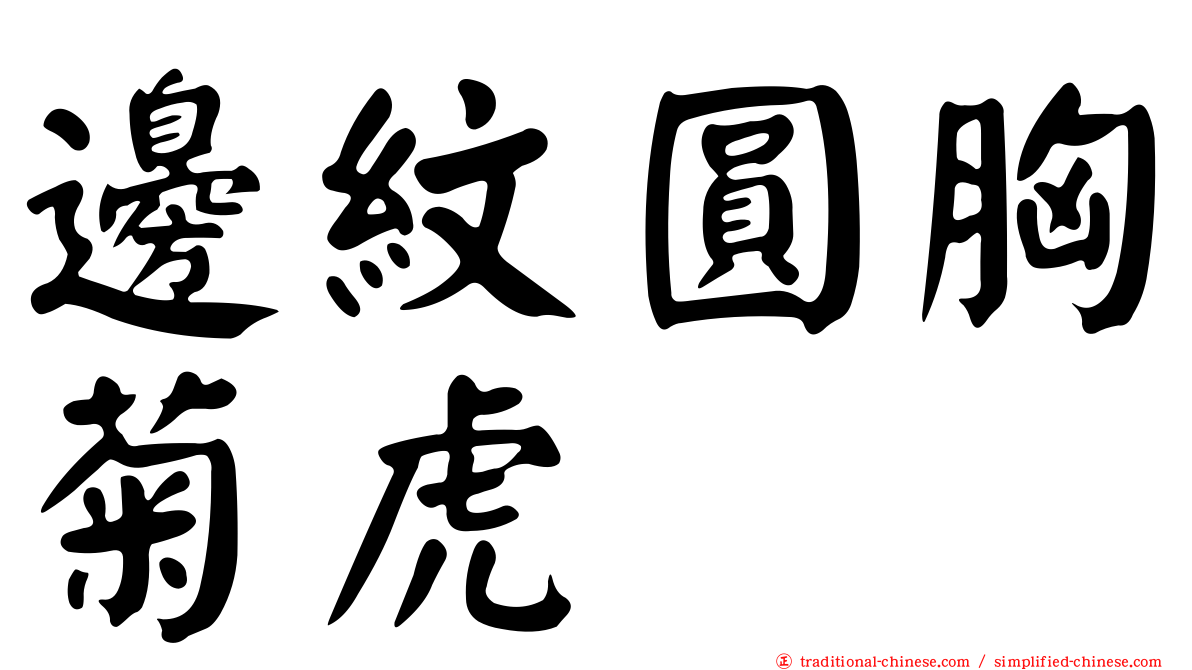 邊紋圓胸菊虎