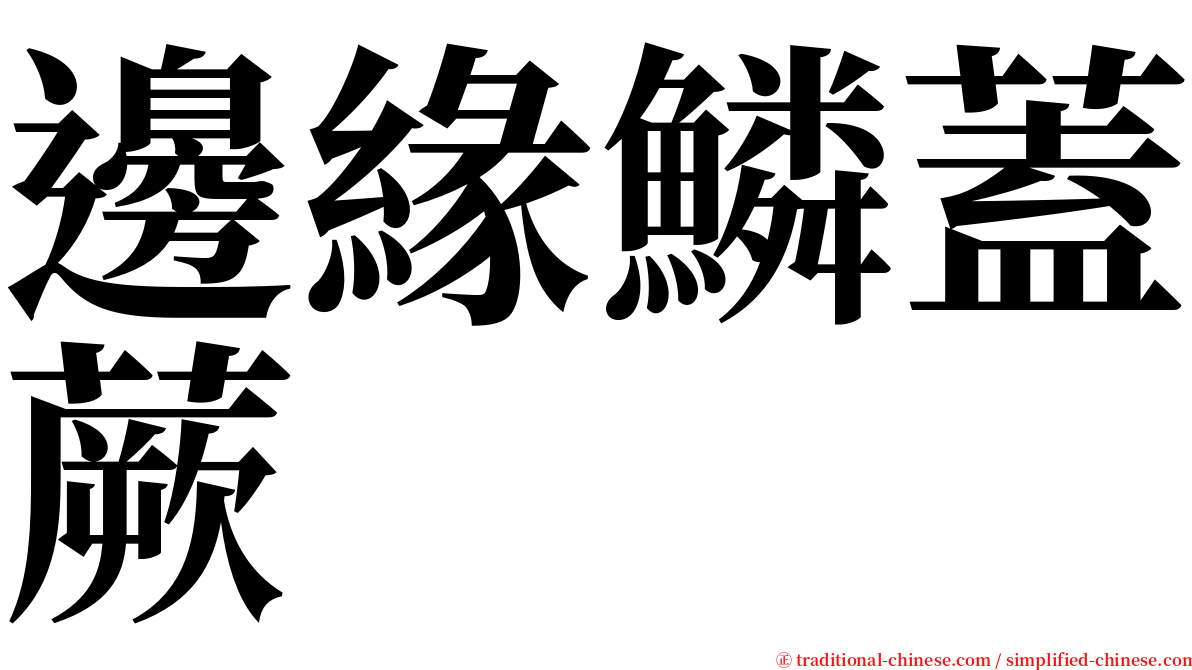 邊緣鱗蓋蕨 serif font