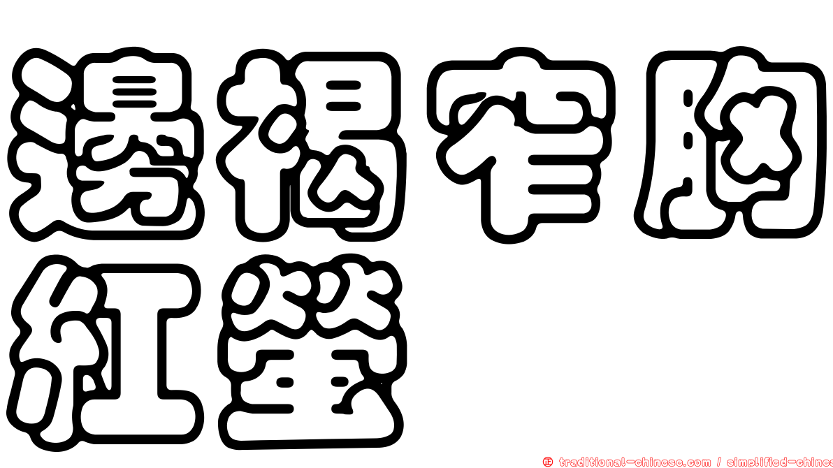 邊褐窄胸紅螢