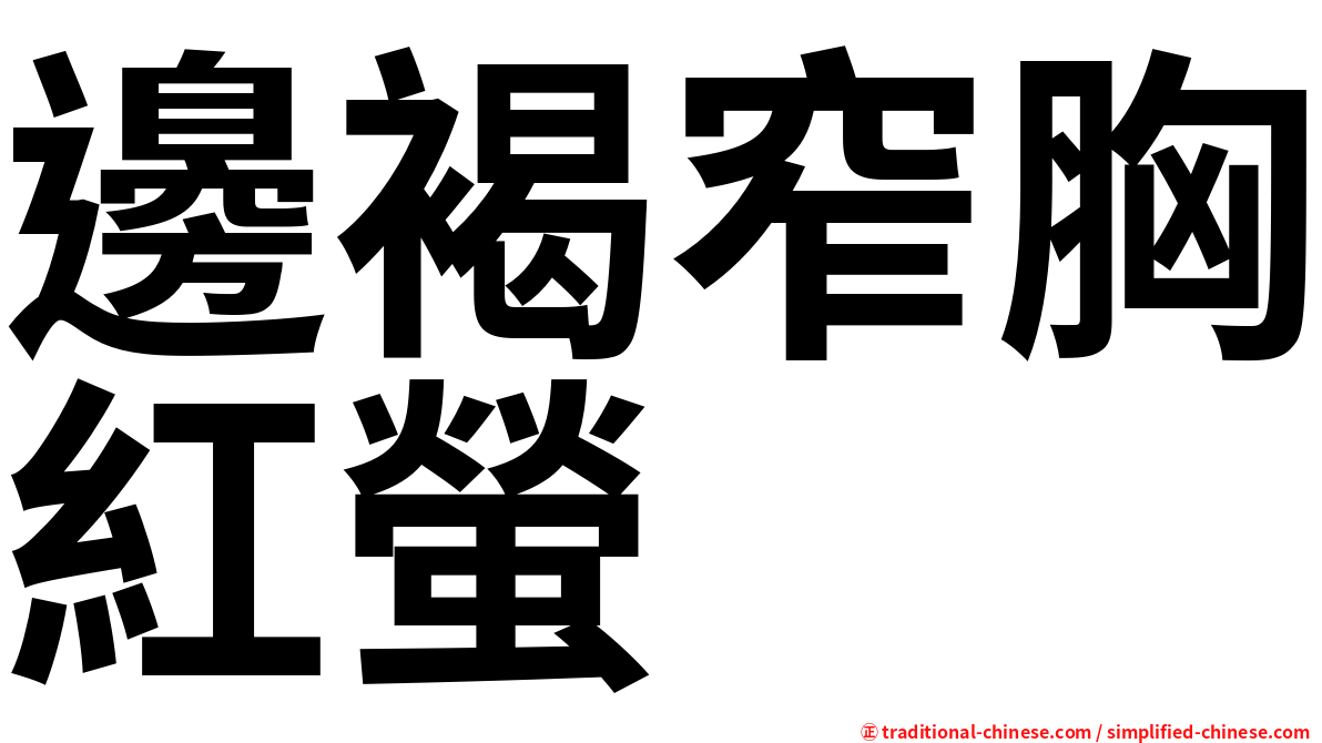 邊褐窄胸紅螢