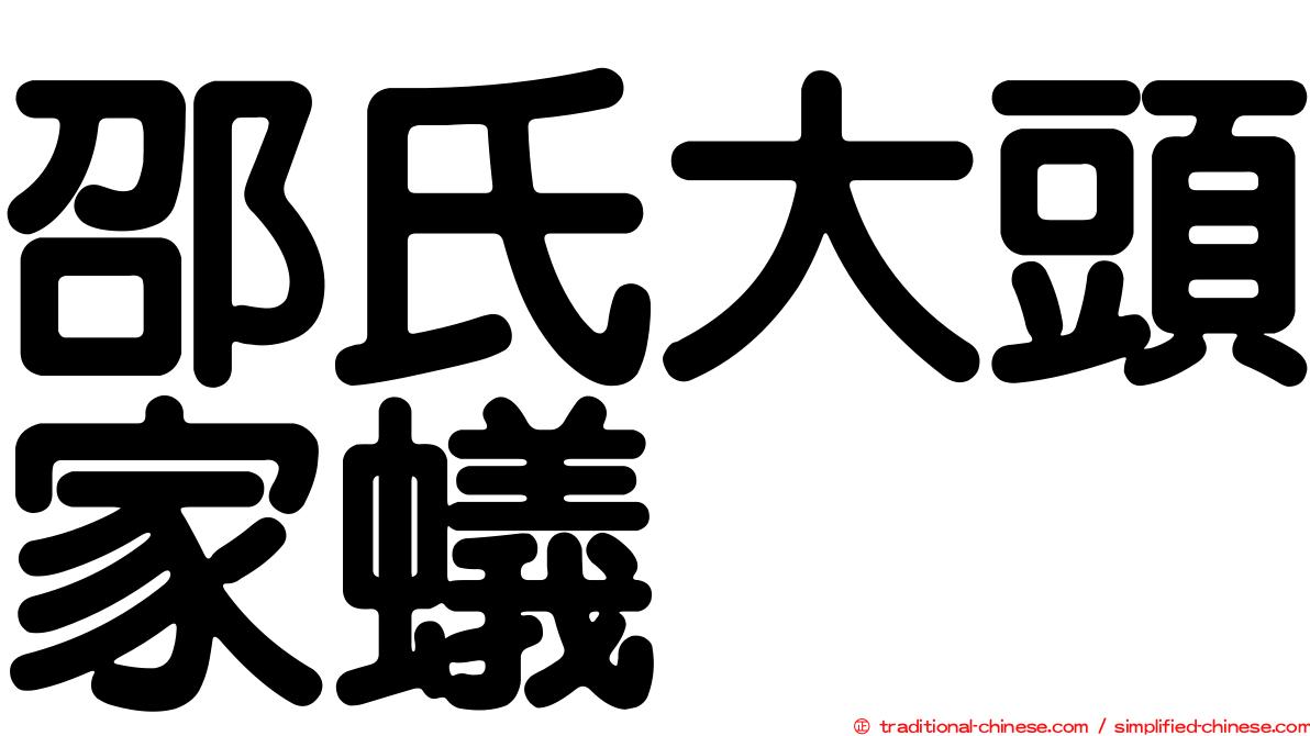 邵氏大頭家蟻