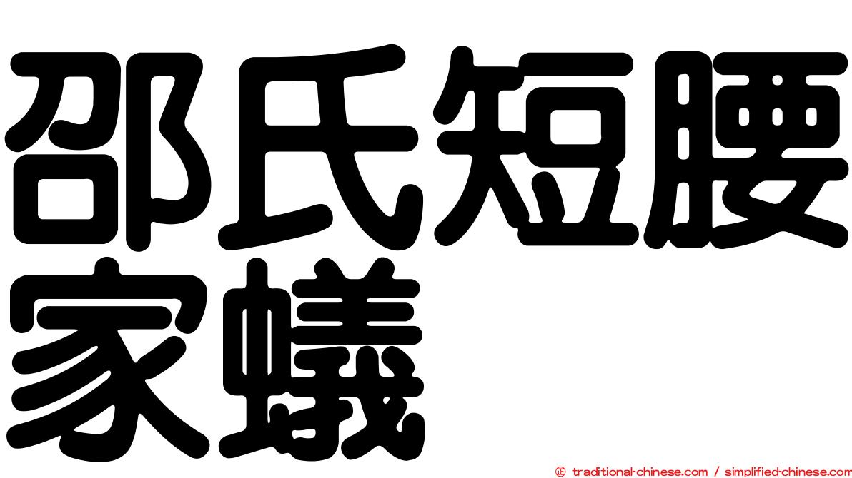 邵氏短腰家蟻