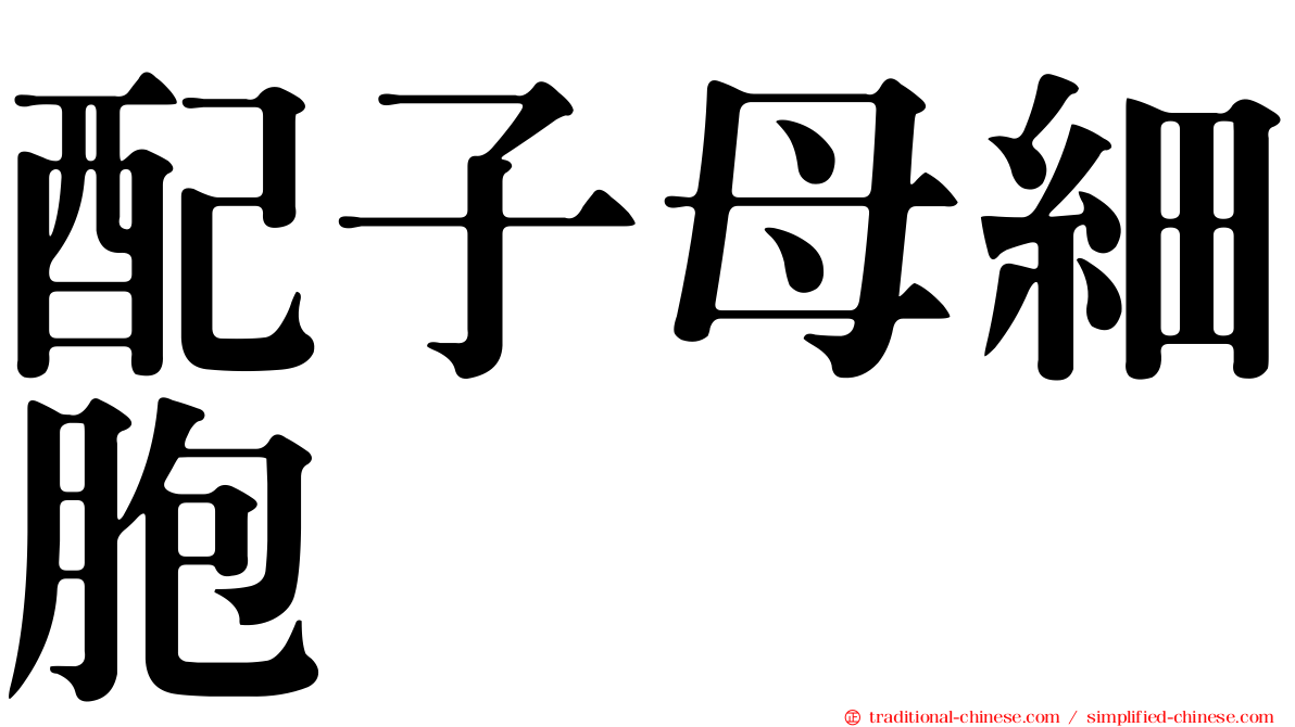 配子母細胞
