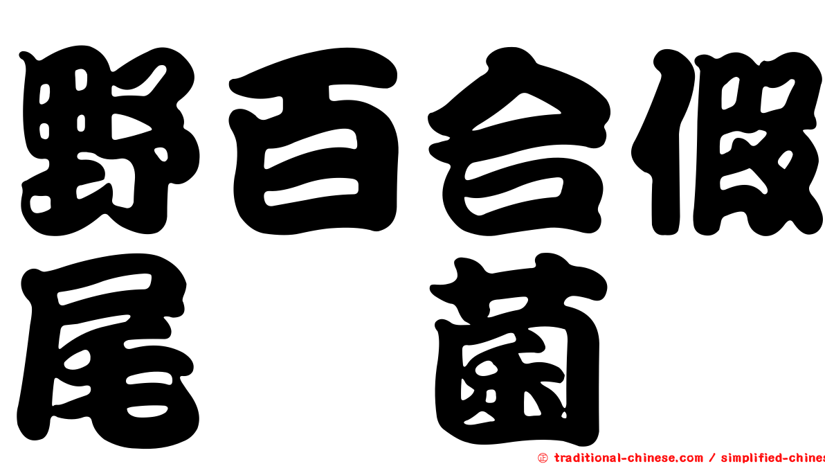 野百合假尾孢菌