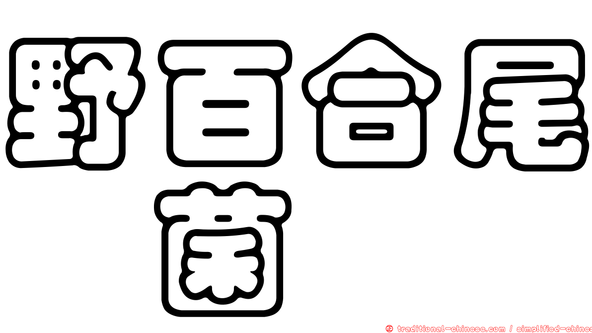 野百合尾孢菌