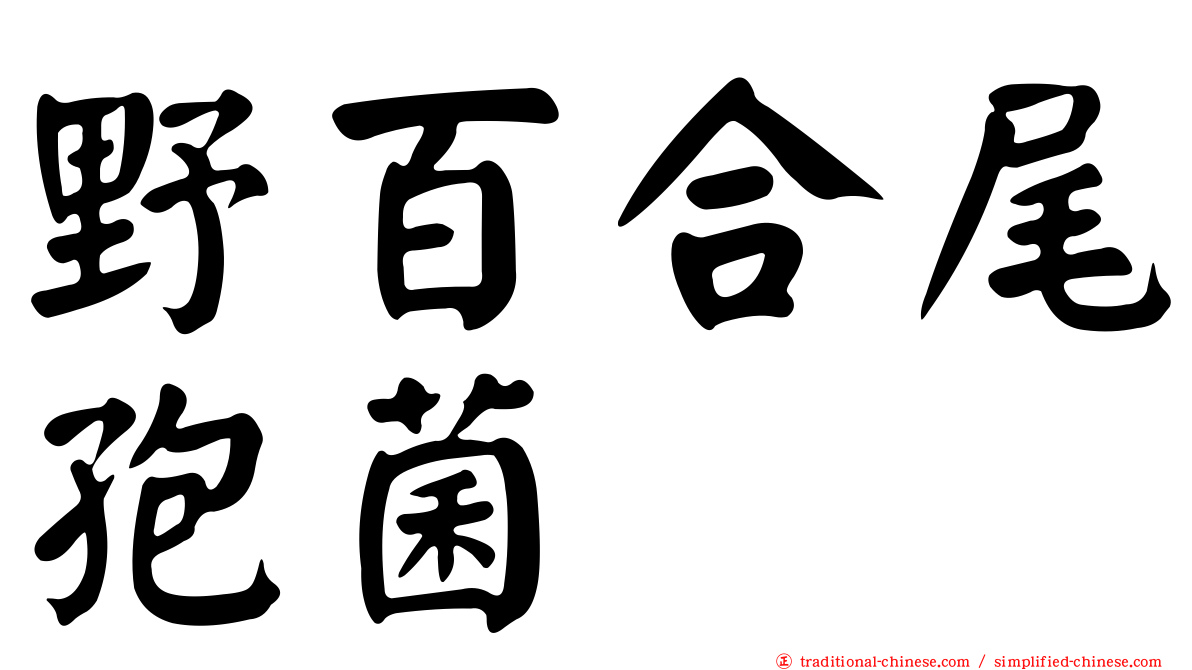 野百合尾孢菌