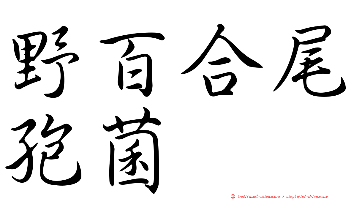 野百合尾孢菌