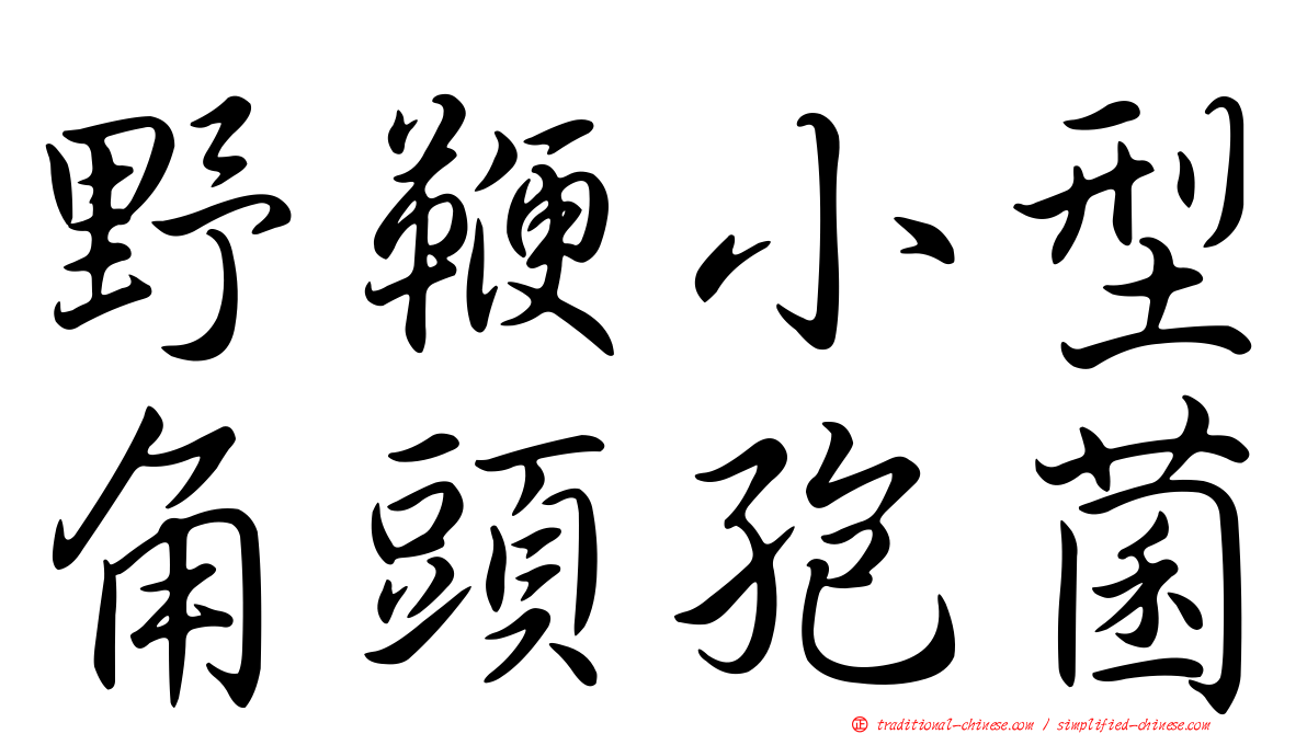 野鞭小型角頭孢菌