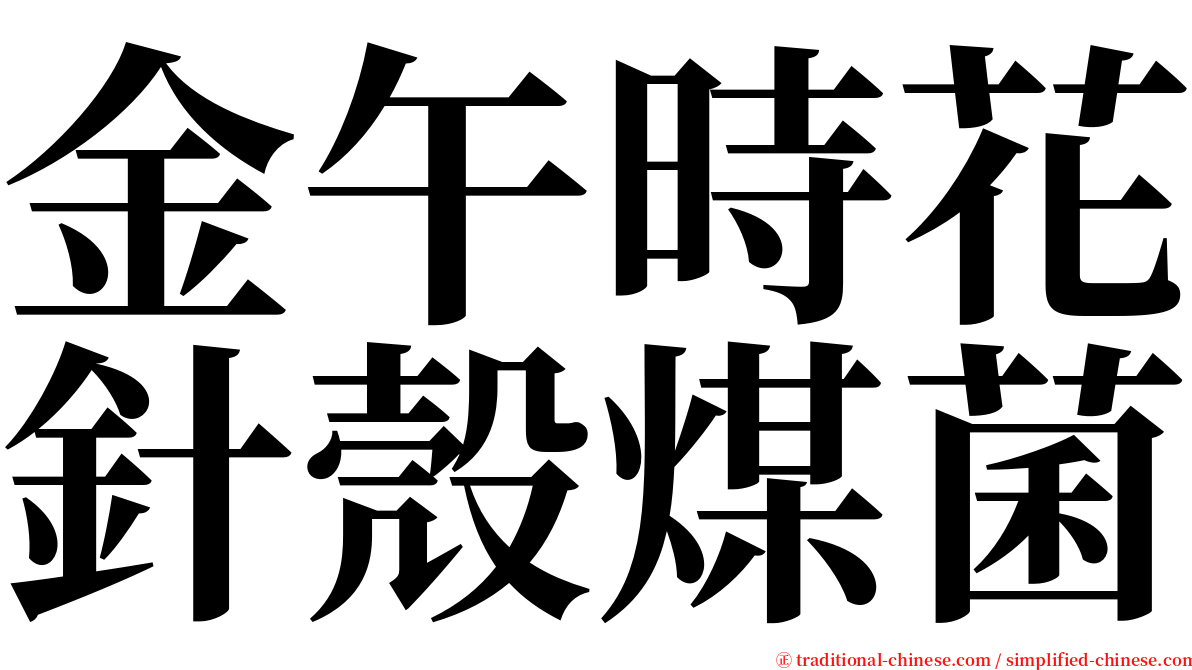 金午時花針殼煤菌 serif font