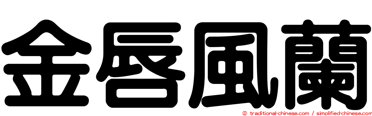 金唇風蘭