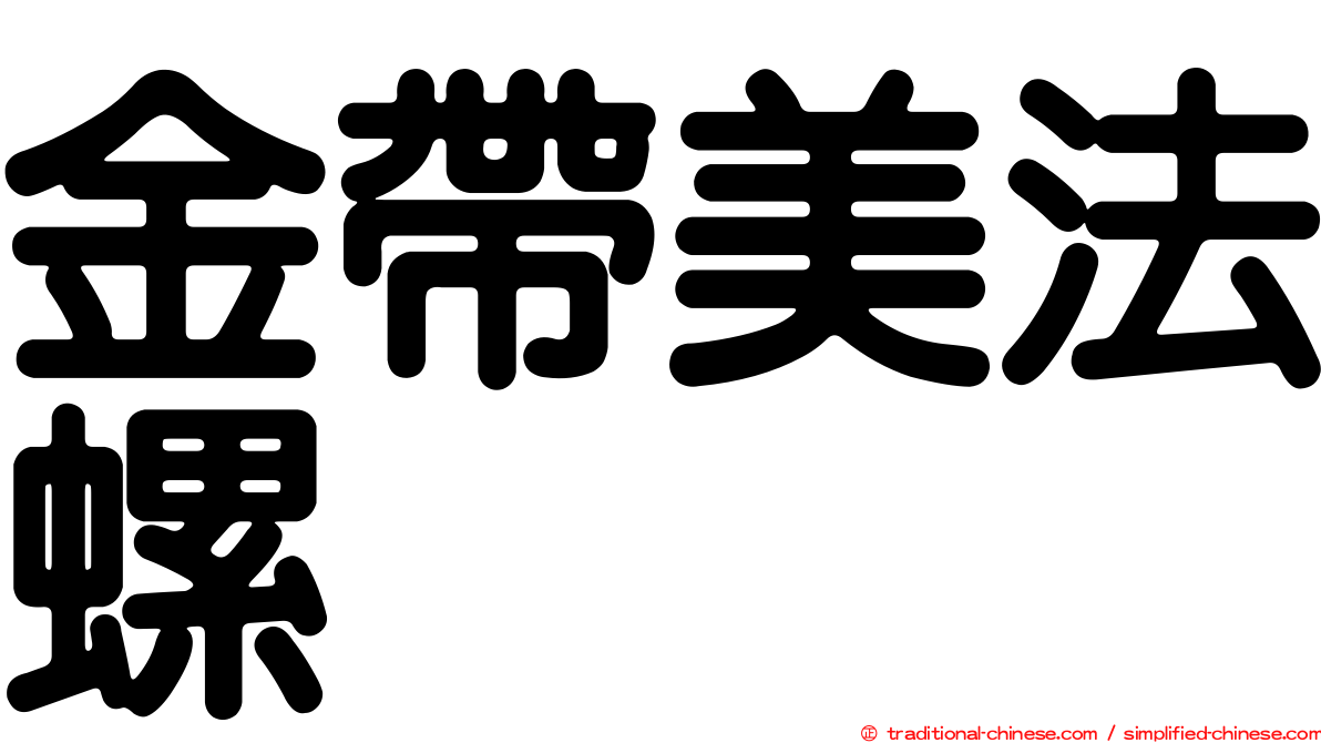 金帶美法螺