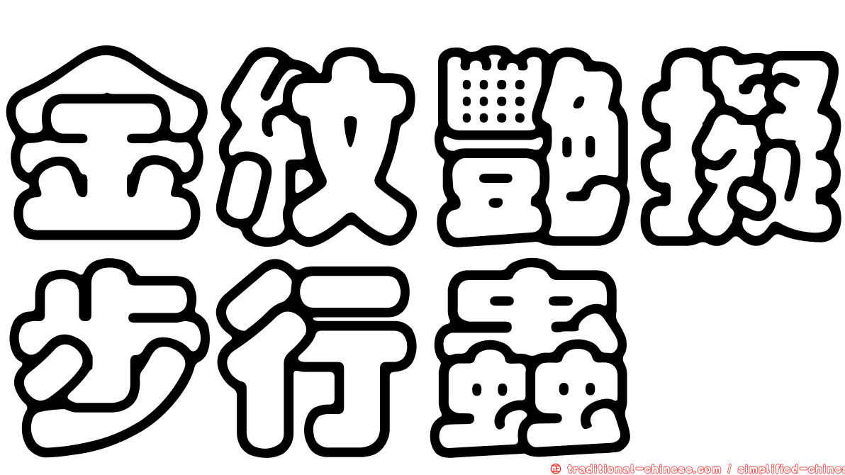 金紋艷擬步行蟲