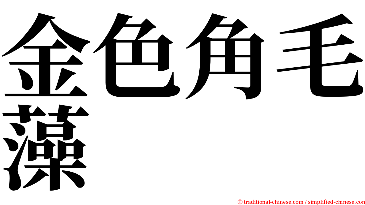 金色角毛藻 serif font