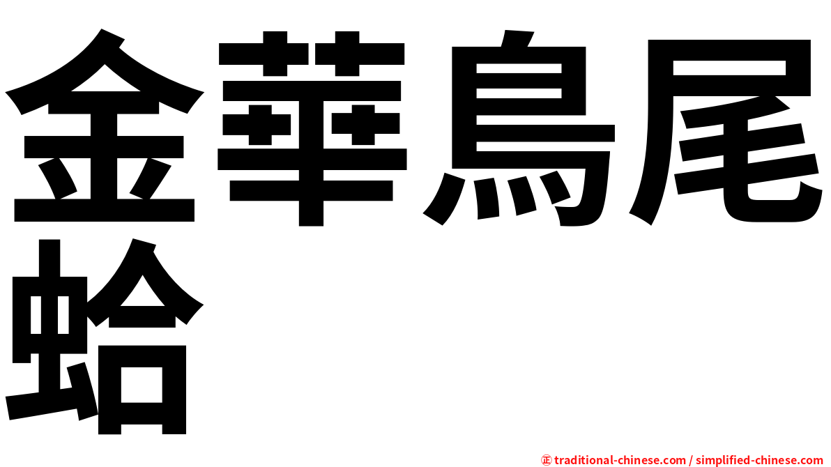 金華鳥尾蛤