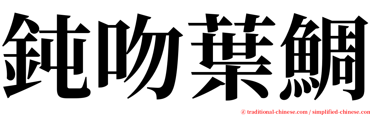 鈍吻葉鯛 serif font