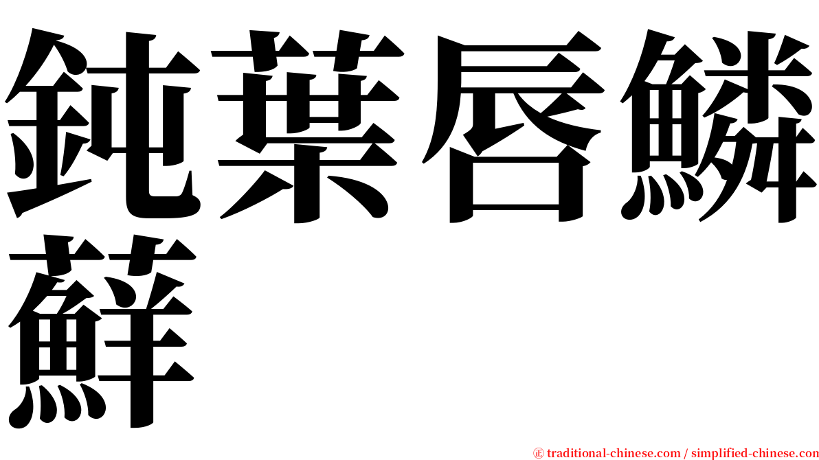 鈍葉唇鱗蘚 serif font