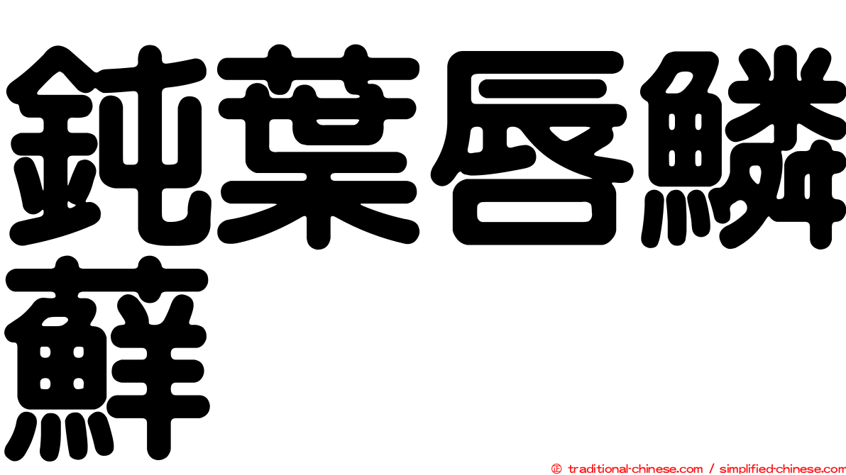 鈍葉唇鱗蘚