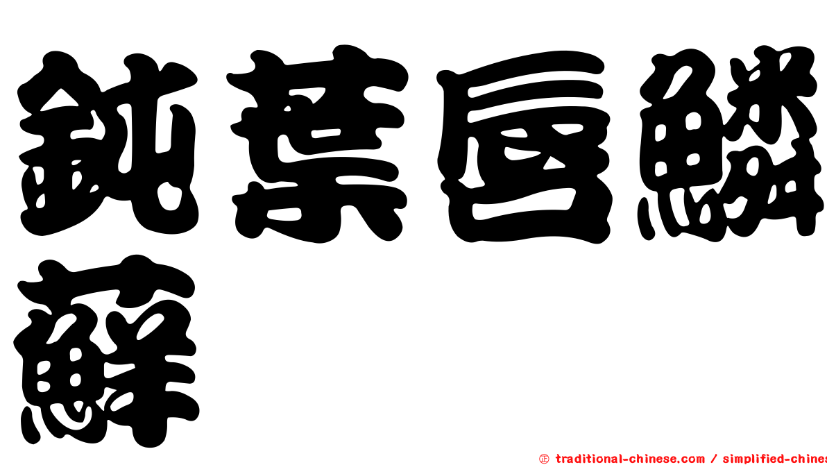 鈍葉唇鱗蘚