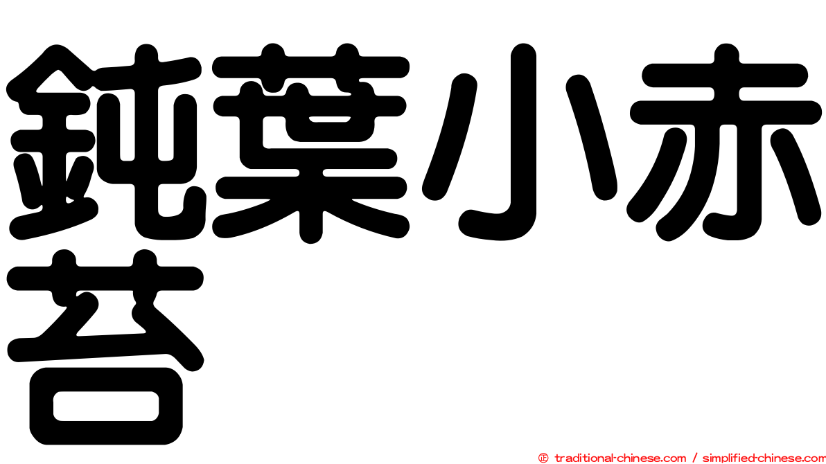 鈍葉小赤苔