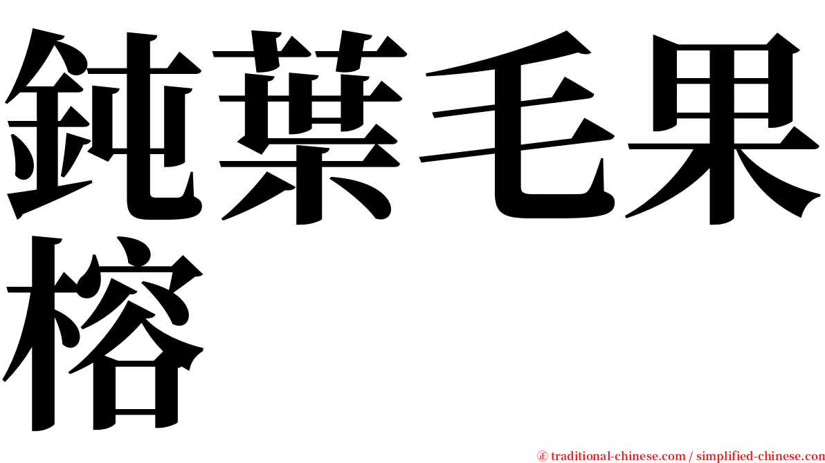 鈍葉毛果榕 serif font