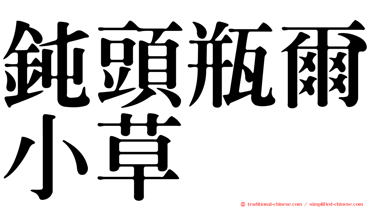 鈍頭瓶爾小草