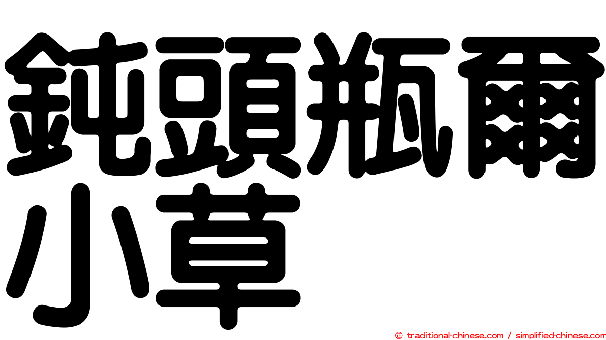 鈍頭瓶爾小草