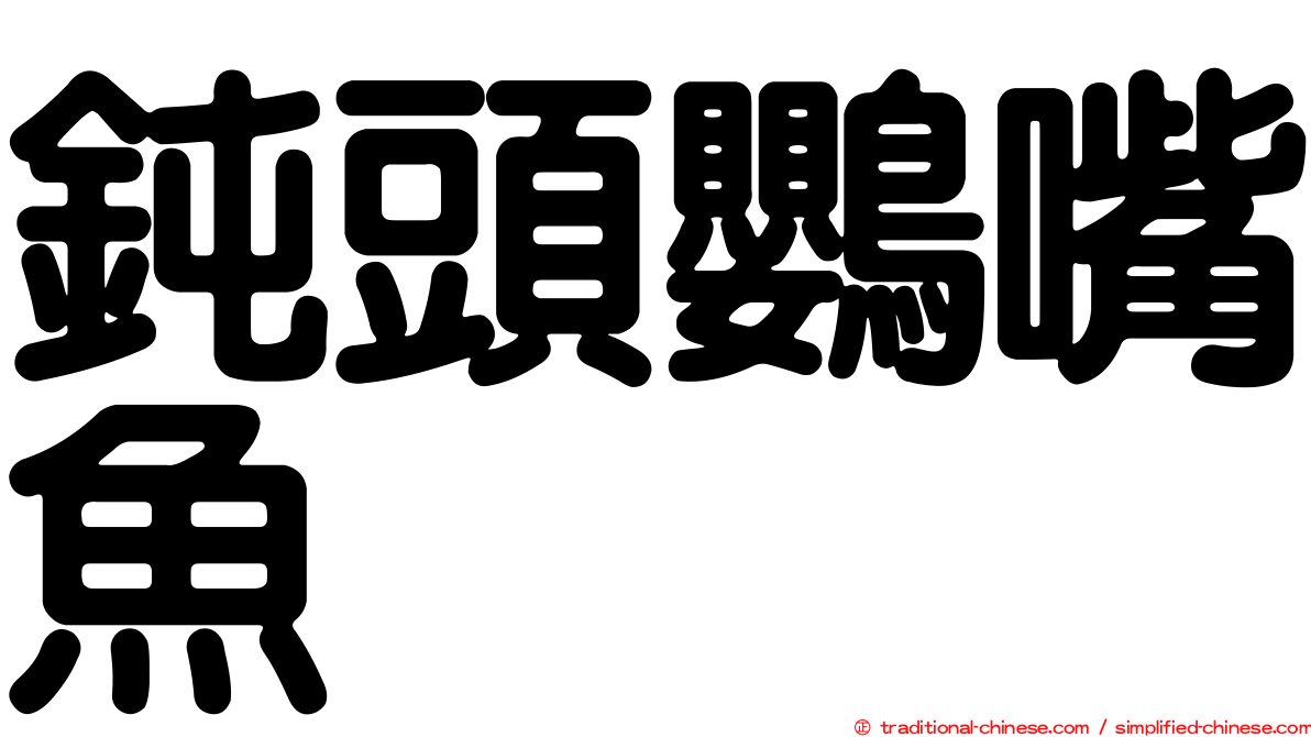 鈍頭鸚嘴魚