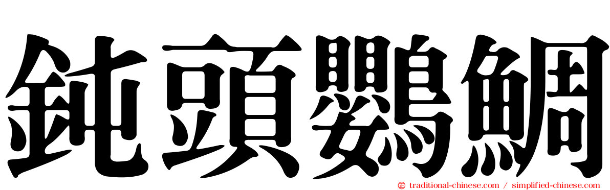 鈍頭鸚鯛