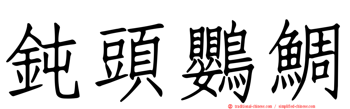 鈍頭鸚鯛